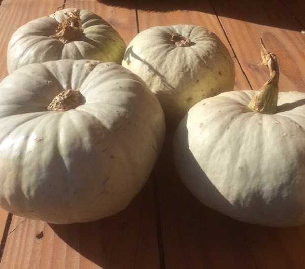 Potiron Bleu de Hongrie - Semence Paysanne Reproductible bio - Image 5