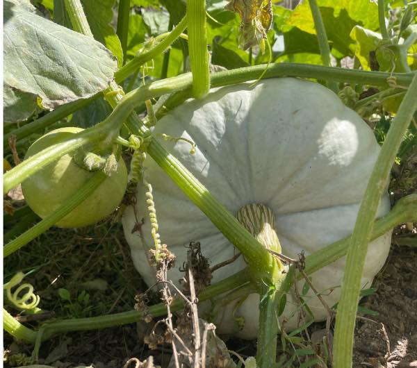 Potiron Bleu de Hongrie - Semence Paysanne Reproductible bio - Image 3