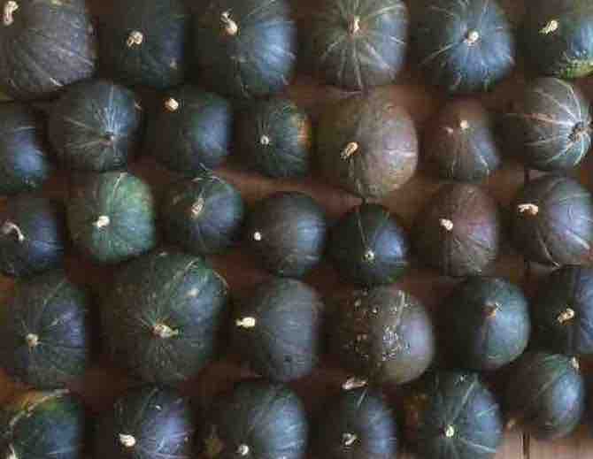 Potiron Doux Vert de Hokkaido - Semence Paysanne Reproductible bio - Image 2