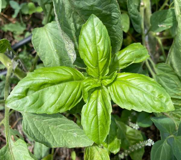 Basilic à Larges Feuilles - Semence Paysanne Reproductible bio - Image 2