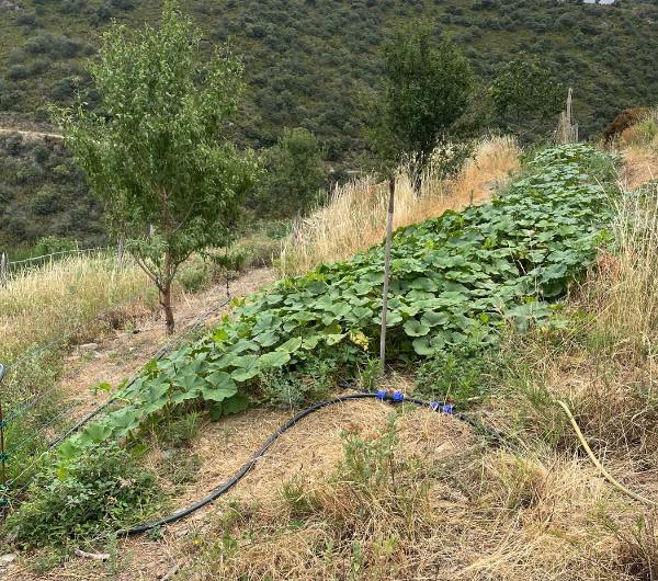 Potiron Bleu de Hongrie - Semence Paysanne Reproductible bio - Image 2