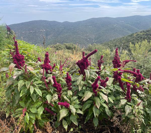 paysage d'amarante tête d'éléphant, semence paysanne bio