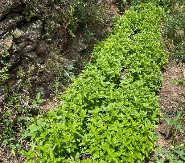 Basilic à Larges Feuilles - Semence Paysanne Reproductible bio - Image 5