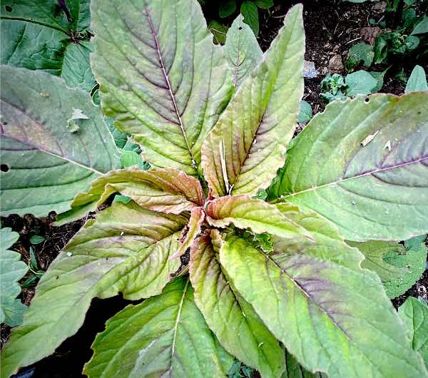 pousse d'amaranthe tête d'éléphant, semence paysanne bio