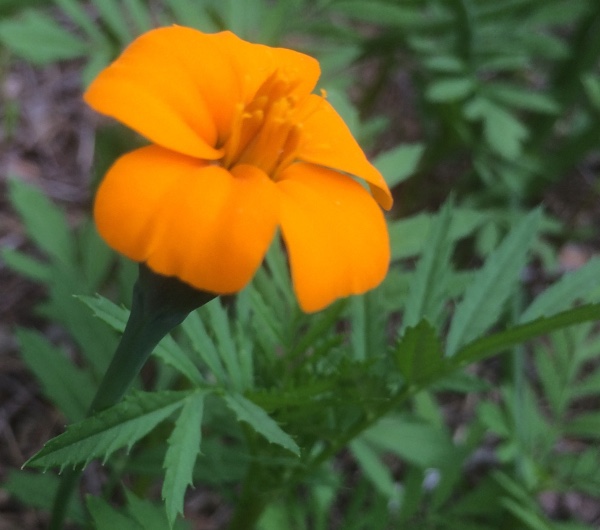 Tagète Nématicide - semence paysanne reproductible bio - Image 3