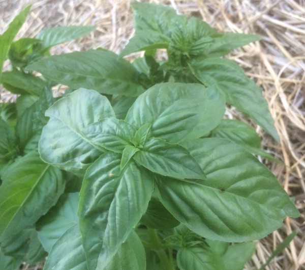 Basilic à Larges Feuilles - Semence Paysanne Reproductible bio - Image 3
