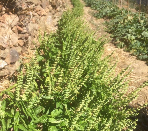 porte graine de basilic à larges feuilles