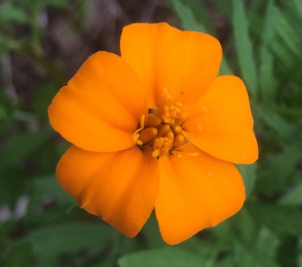 Tagète Nématicide - semence paysanne reproductible bio - Image 2