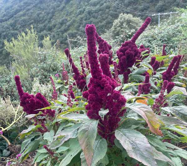 inflorescences d'amarante tête d'éléphant, semence paysanne bio