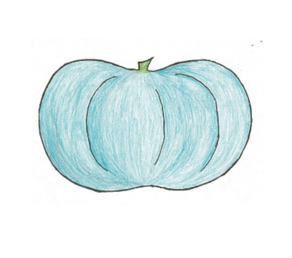 dessin semence paysanne de potiron bleu de hongrie bio