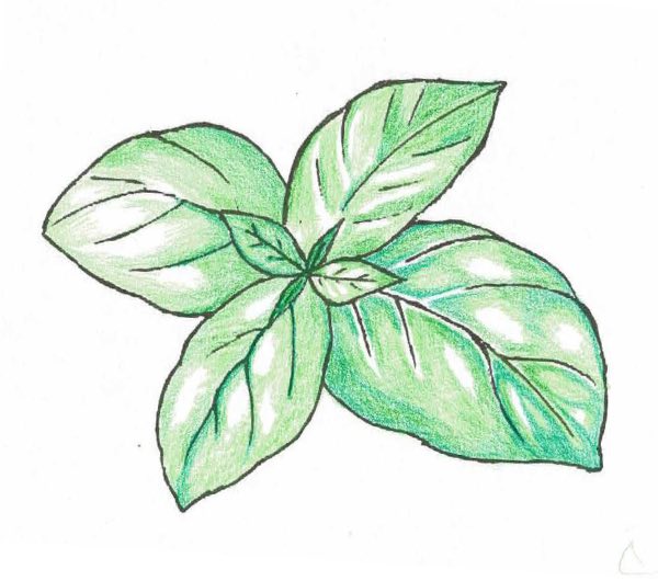 dessin semence paysanne de basilic à larges feuilles bio