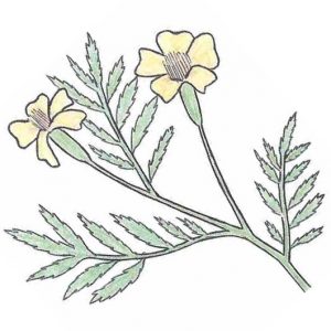 dessin semence paysanne tagète nématicide bio