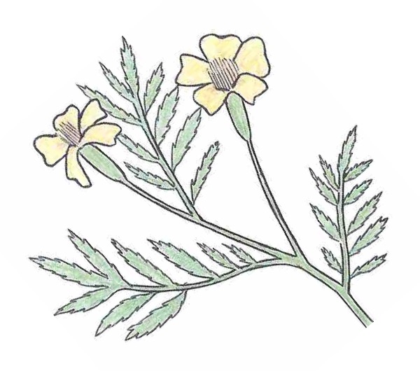 dessin semence paysanne tagète nématicide bio