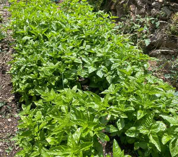 Basilic à Larges Feuilles - Semence Paysanne Reproductible bio - Image 4
