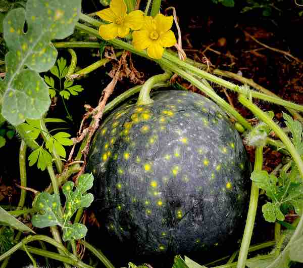 Pastèque Lune & Etoile - Semence Paysanne Reproductible bio - Image 4