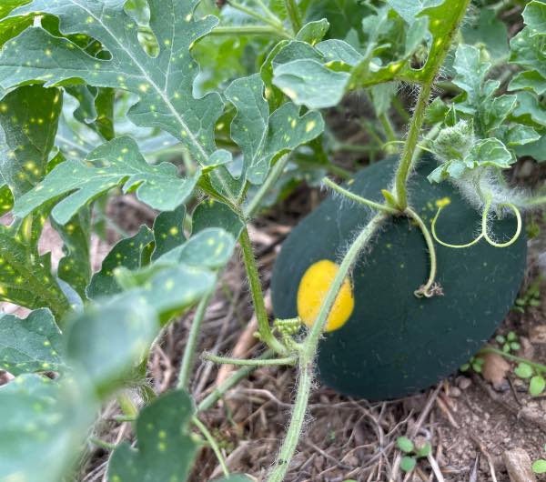 Pastèque Lune & Etoile - Semence Paysanne Reproductible bio - Image 5