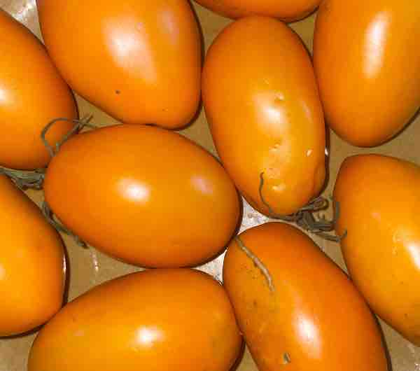 Tomate Orange Banana - Semence Paysanne Reproductible bio - Image 3