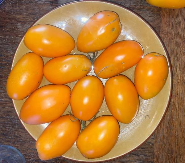 Tomate Orange Banana - Semence Paysanne Reproductible bio - Image 4