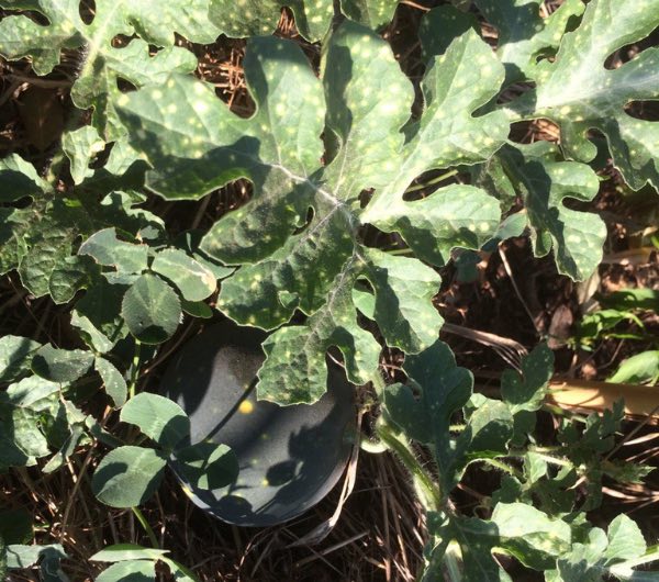 petite pastèque lune et etoile au jardin bio, semence reproductible