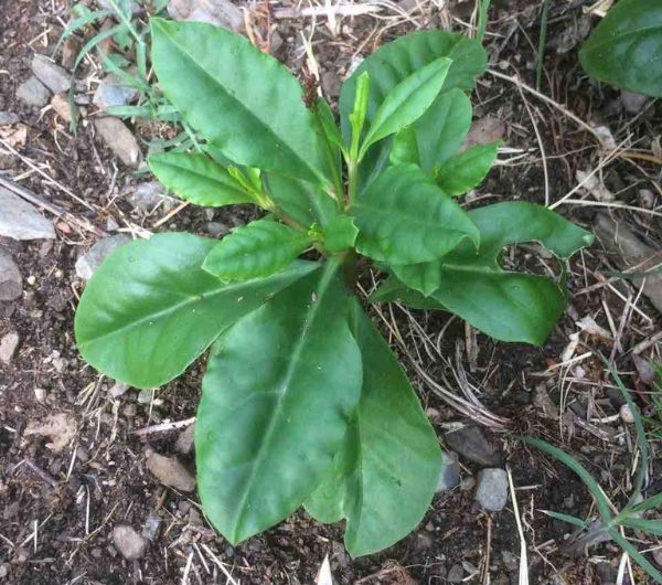 rosette de talinum verde bio