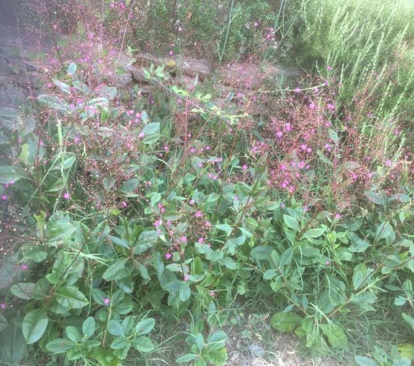 talinum verde en fleurs bio