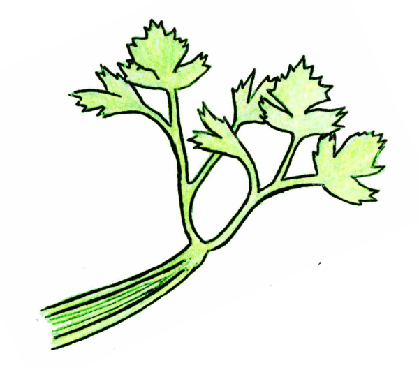 dessin semence paysanne celeri d'Elne bio