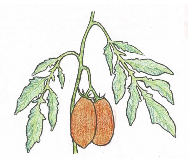 dessin semence paysanne tomate orange banana bio