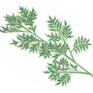dessin semence paysanne artémisia annua bio