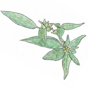 dessin semence paysanne ashwagandha bio