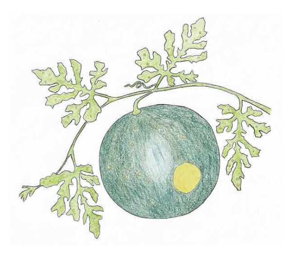 dessin semence paysanne pastèque Lune et Etoile bio