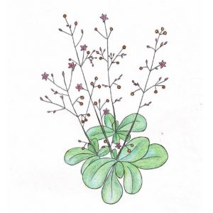 dessin semence paysanne de talinum verde bio