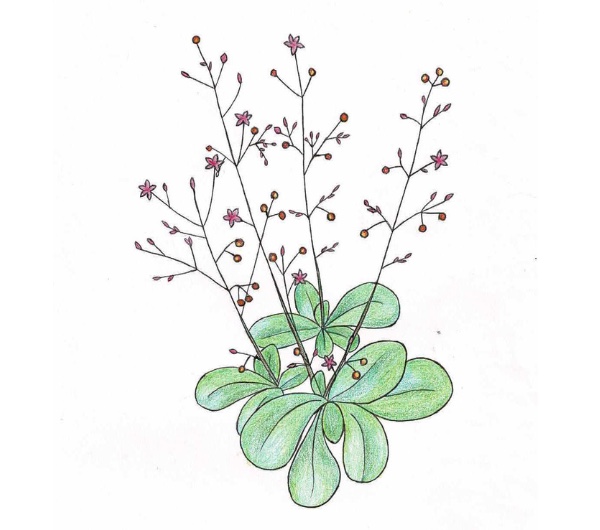 dessin semence paysanne de talinum verde bio