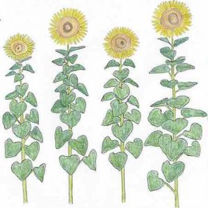 dessin semence paysanne tournesol tarahumara bio