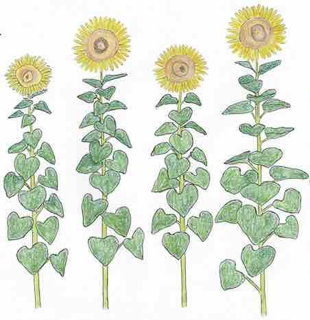 dessin semence paysanne tournesol tarahumara bio