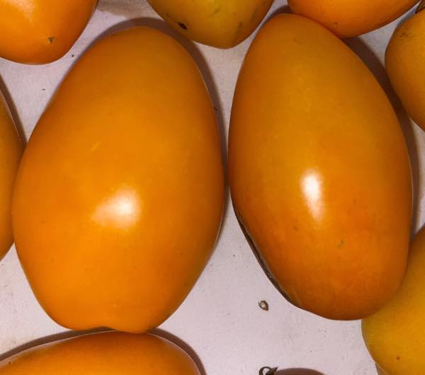 Tomate Orange Banana - Semence Paysanne Reproductible bio - Image 2