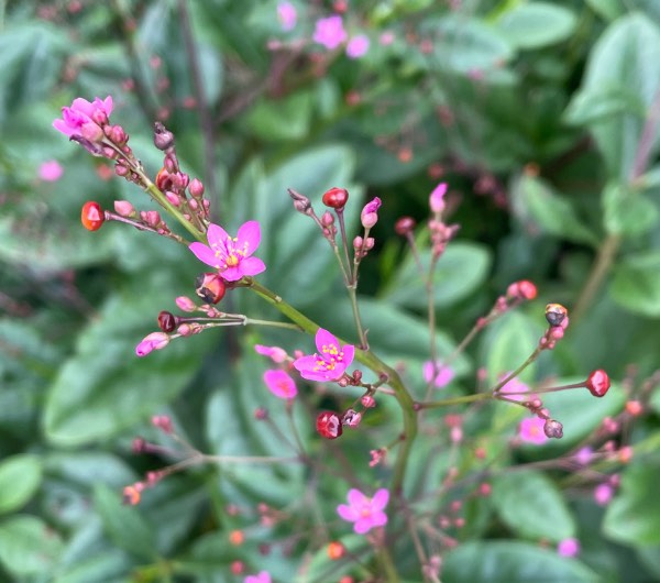 Talinum Verde - semence paysanne reproductible bio - Image 4