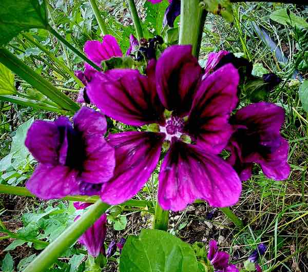 Mauve de Mauritanie - Semence Paysanne Reproductible bio - Image 6