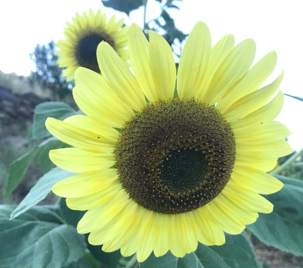 fleur de tournesol beauté d'automne, graine bio et reproductible