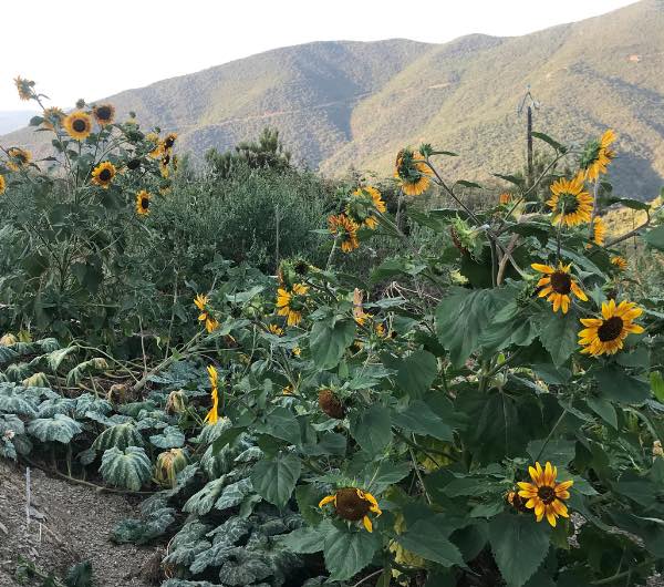Tournesol Beauté d'Automne - semence paysanne reproductible bio - Image 3