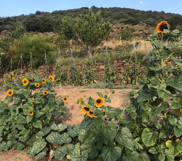 sujets de tournesol beauté d'automne, graine reproductible bio