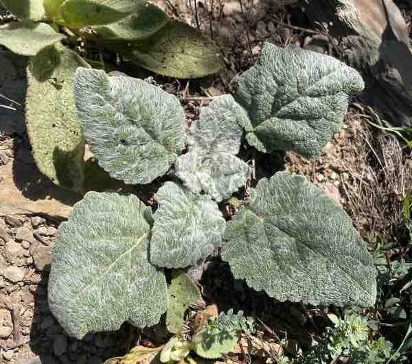 Sauge Sclarée - Semence Paysanne Reproductible bio - Image 2