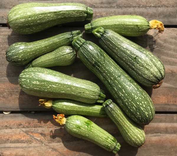 Courgette Grise d'Alger - Semence Paysanne Reproductible bio - Image 3