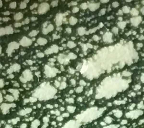 Courgette Grise d'Alger - Semence Paysanne Reproductible bio - Image 4