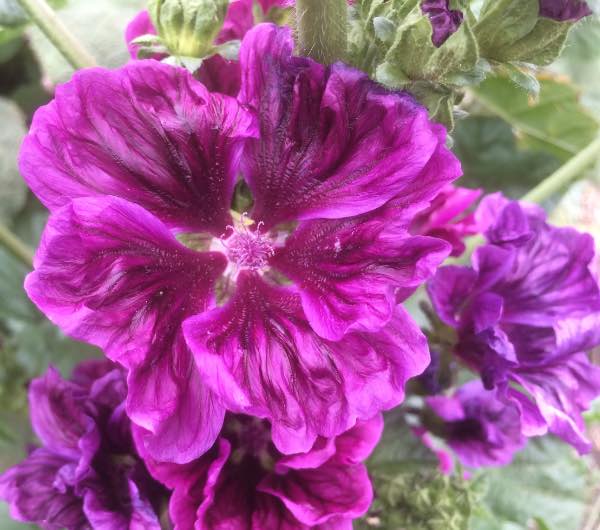 Mauve de Mauritanie - Semence Paysanne Reproductible bio - Image 7