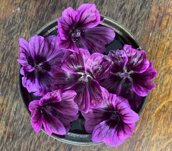 Mauve de Mauritanie - Semence Paysanne Reproductible bio - Image 8