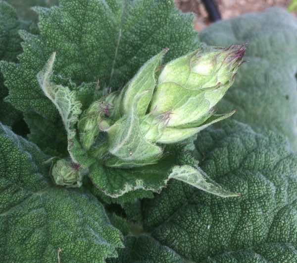 Sauge Sclarée - Semence Paysanne Reproductible bio - Image 3