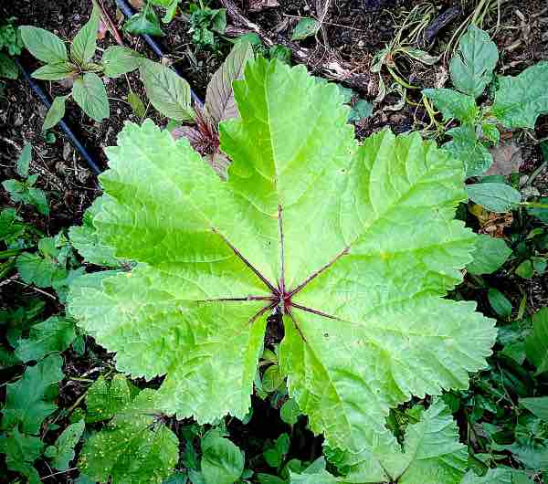 Mauve de Mauritanie - Semence Paysanne Reproductible bio - Image 2