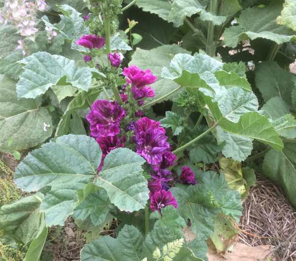 Mauve de Mauritanie - Semence Paysanne Reproductible bio - Image 3