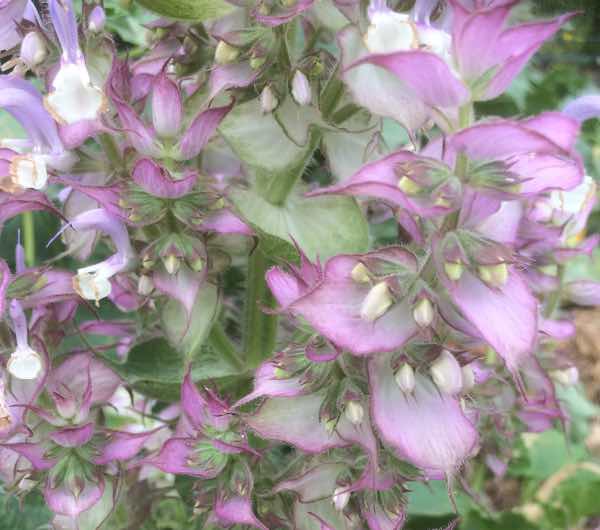 Sauge Sclarée - Semence Paysanne Reproductible bio - Image 4