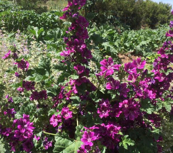 Mauve de Mauritanie - Semence Paysanne Reproductible bio - Image 4